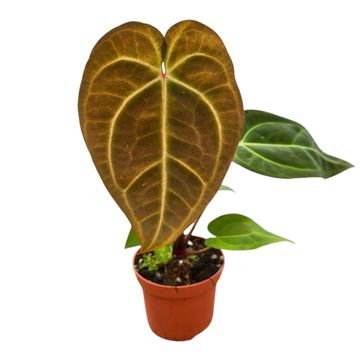 Anthurium DocBlock Dark Crystal '58' x Red Velvet Cake® '24'