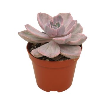 x Graptoveria 'Gypsy'