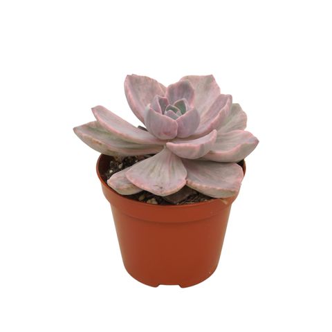 x Graptoveria 'Gypsy'