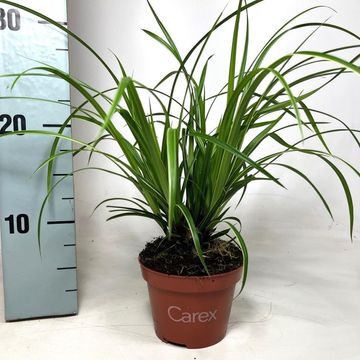 Carex morrowii 'Ice Dance'