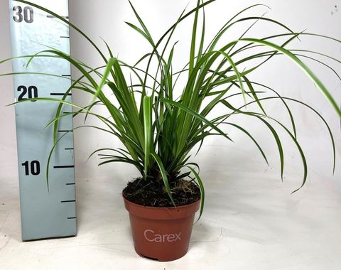 Carex morrowii 'Ice Dance'