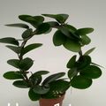 Hoya australis