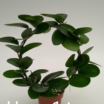 Hoya australis