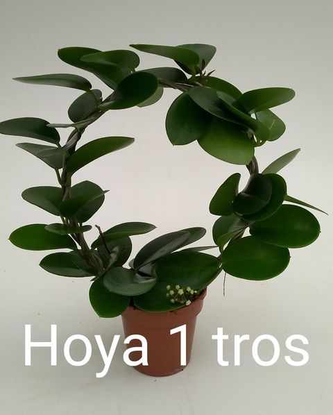 Hoya australis