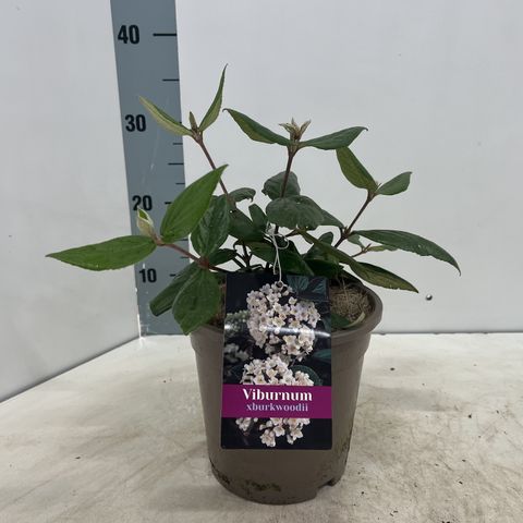 Viburnum x burkwoodii