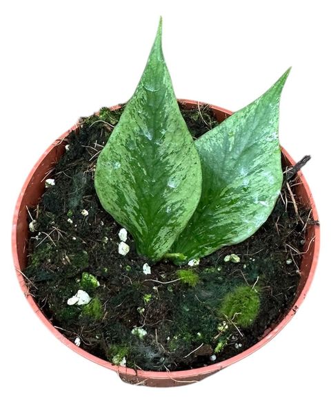 Hoya polyneura 'Broget'