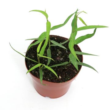 Hoya burmanica 'Long Leaves'