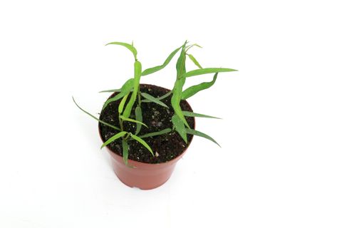 Hoya burmanica 'Long Leaves'