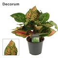 Aglaonema 'Amanyance'