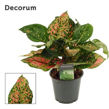 Aglaonema 'Amanyance'
