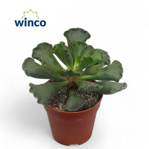 Adromischus cristatus