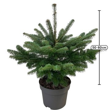 Abies nordmanniana