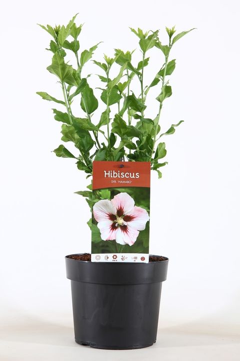 Hibiscus syriacus 'Hamabo'