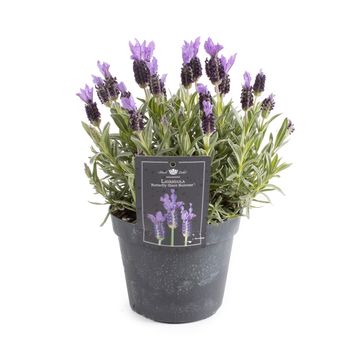 Lavandula stoechas