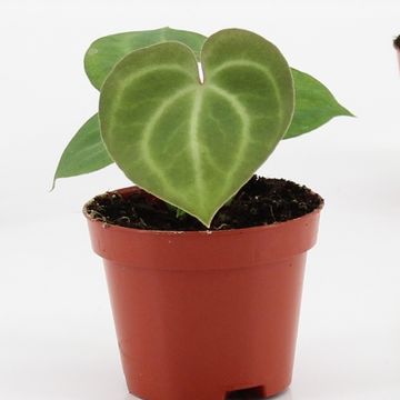 Anthurium clarinervium