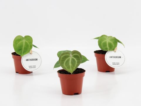 Anthurium clarinervium