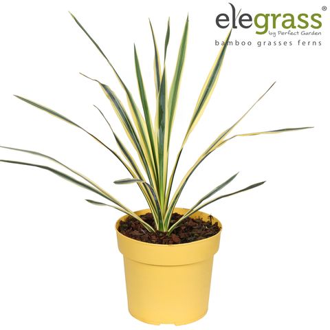 Yucca filamentosa 'Bright Edge'