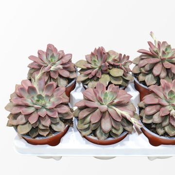 Echeveria 'Mina'