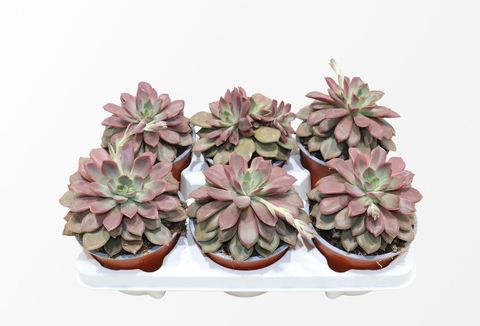 Echeveria 'Mina'