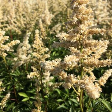 Astilbe 'Astary White'