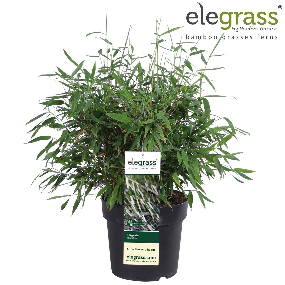 Fargesia murielae 'Winter Black'  Plant Wholesale FlorAccess