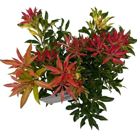 Pieris 'Forest Flame'