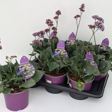 Limonium 'Purple Parachute'