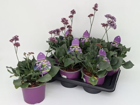 Limonium 'Purple Parachute'