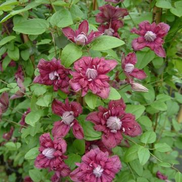 Clematis 'Пурпуреа Плена Элеганс' (Vt)