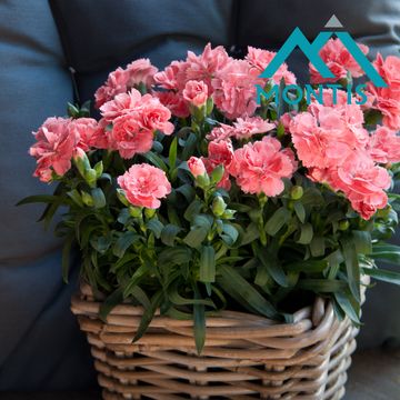 Диантус OSCAR PINK