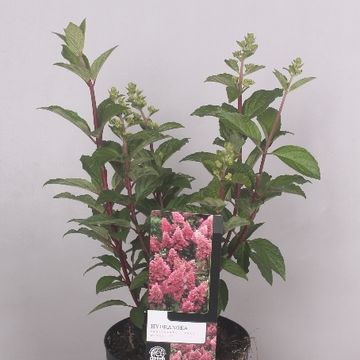 Hydrangea paniculata PINKY WINKY