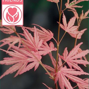 Acer palmatum 'Taylor'