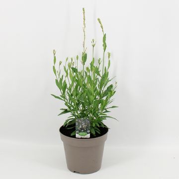 Gaura lindheimeri GEYSER WHITE