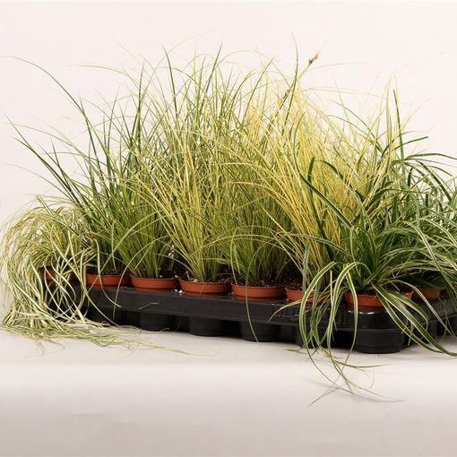 Carex MIX