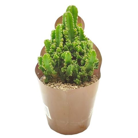 Cereus repandus inermis