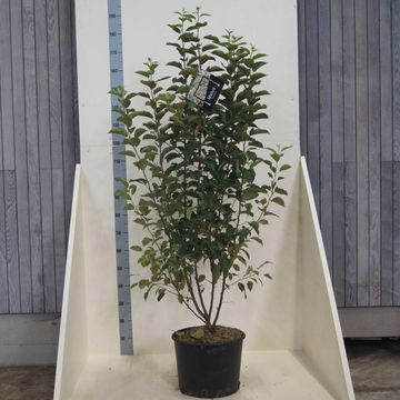 Malus 'Evereste'