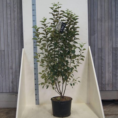Malus 'Evereste'
