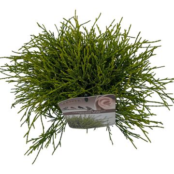 Chamaecyparis pisifera 'Sungold'