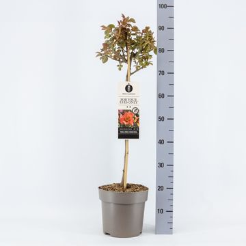 Роза FOR YOUR EYES ONLY