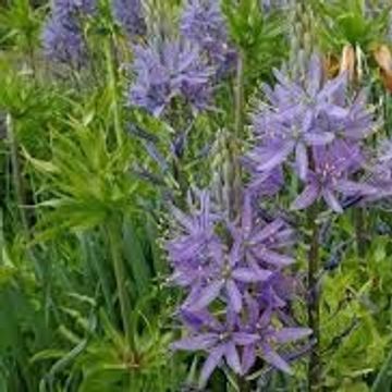 Camassia leichtlinii 'Caerulea'