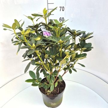 Rhododendron 'Catawbiense Grandiflorum'