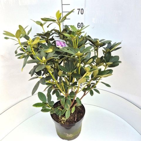 Rhododendron 'Catawbiense Grandiflorum'