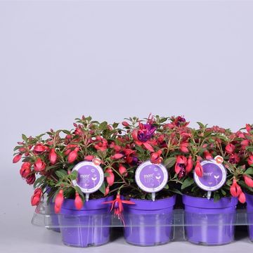 Fuchsia BELLA FUCHSIA MARIA
