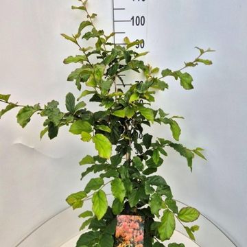 Parrotia persica 'Vanessa'