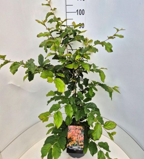 Parrotia persica 'Vanessa'