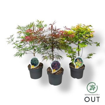 Acer palmatum MIX