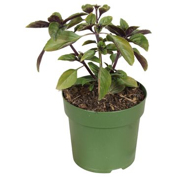 Ocimum basilicum 'Magic Blue'