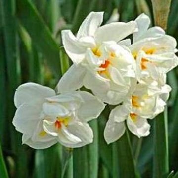Narcissus 'Abba'