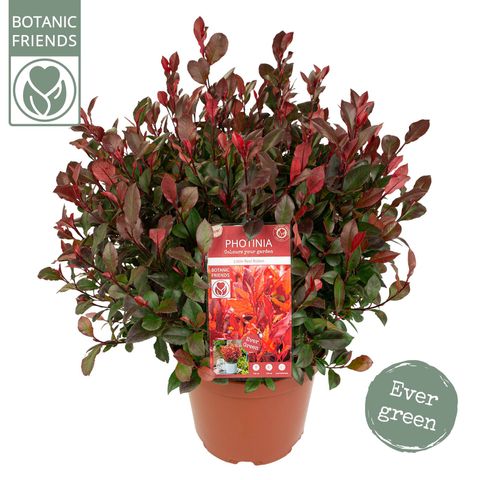 Photinia x fraseri 'Little Red Robin'