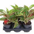 Aglaonema 'Night Sprakle'